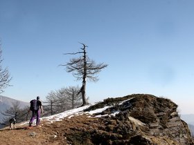 Bosco Navette